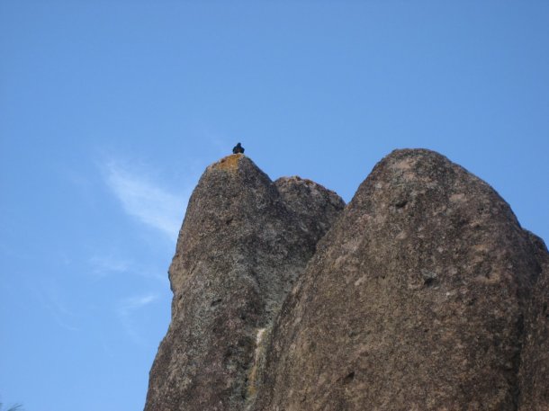 california-condor-pinnacles