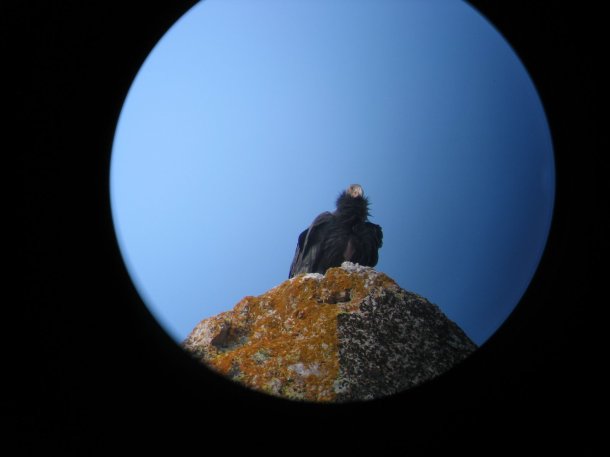 california-condor-pinnacles