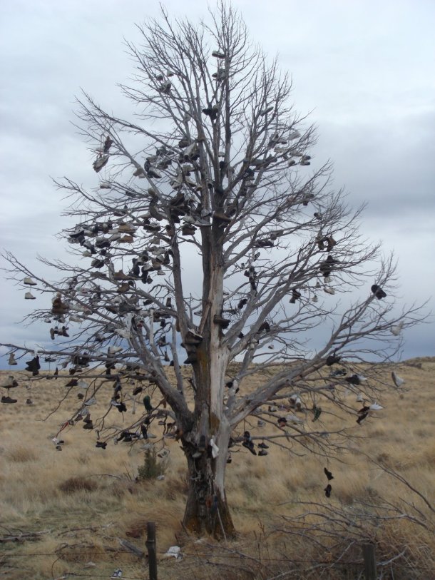 shoe-tree-along-highway