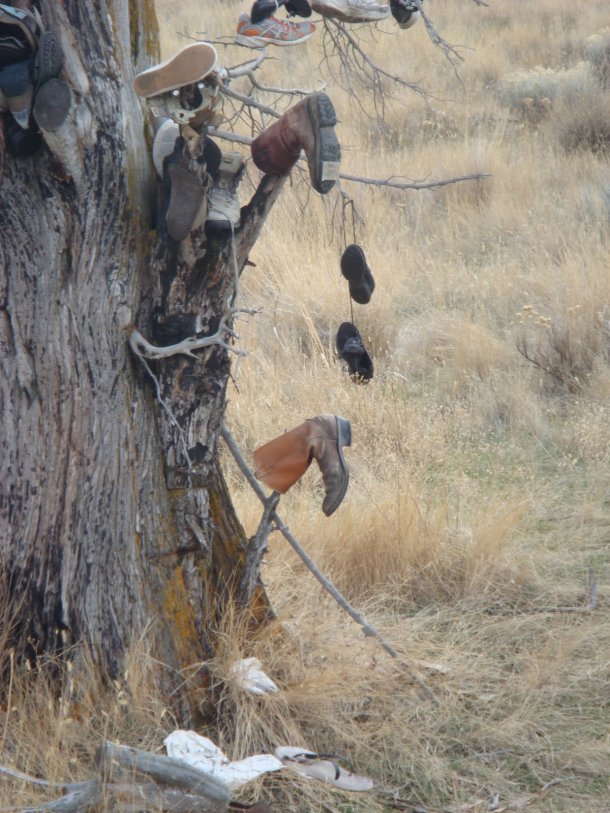 tree-filled-with-shoes
