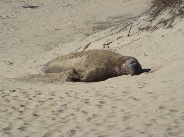 Ano-Nuevo-State-Park