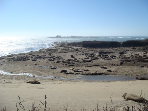 Ano-Nuevo-State-Park