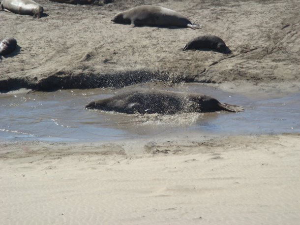 Ano-Nuevo-State-Park