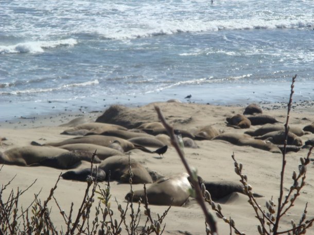 Ano-Nuevo-State-Park