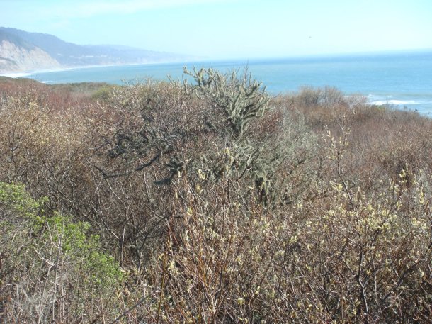 Ano-Nuevo-State-Park