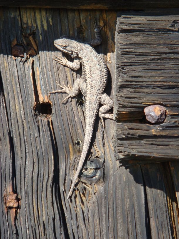 Ano-Nuevo-State-Park