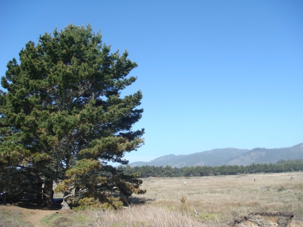Ano-Nuevo-State-Park
