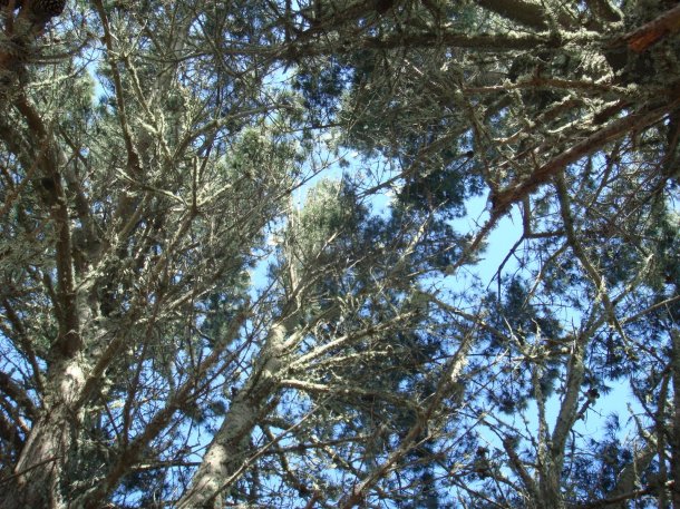 Ano-Nuevo-State-Park