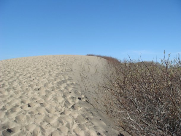 Ano-Nuevo-State-Park