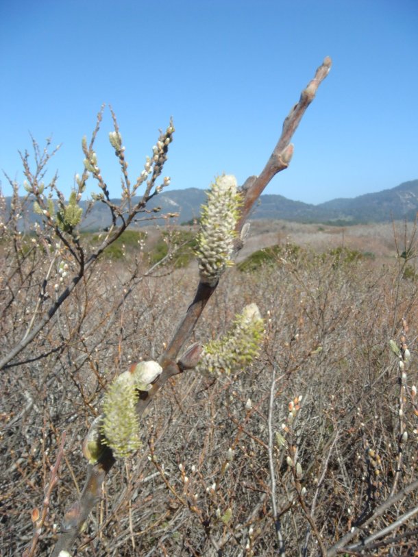 Ano-Nuevo-State-Park