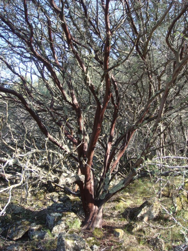 old-growth-manzanita