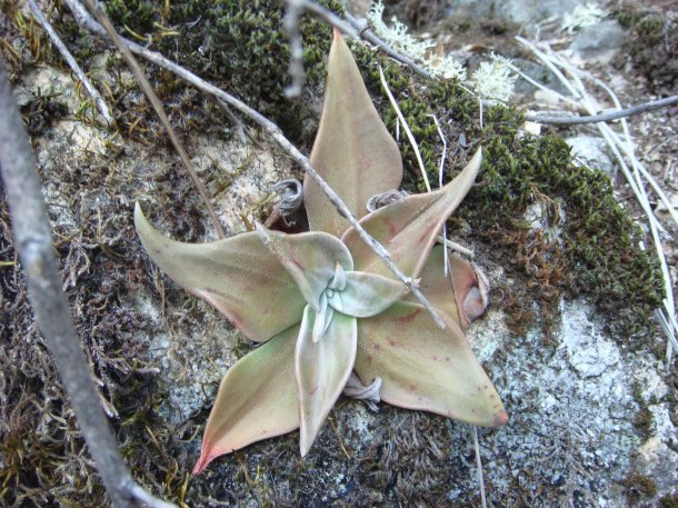 oregon-house-california