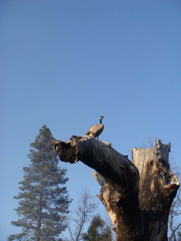 oregon-house-yuba-county