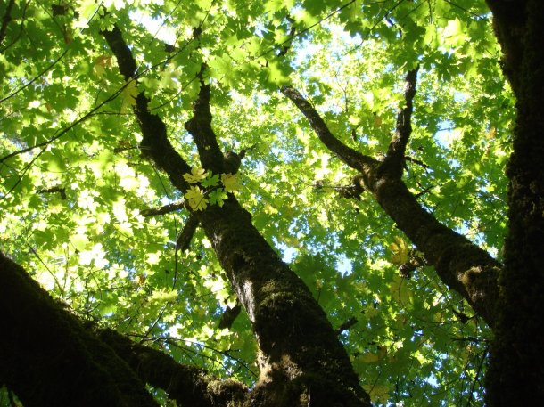 feather-falls-california