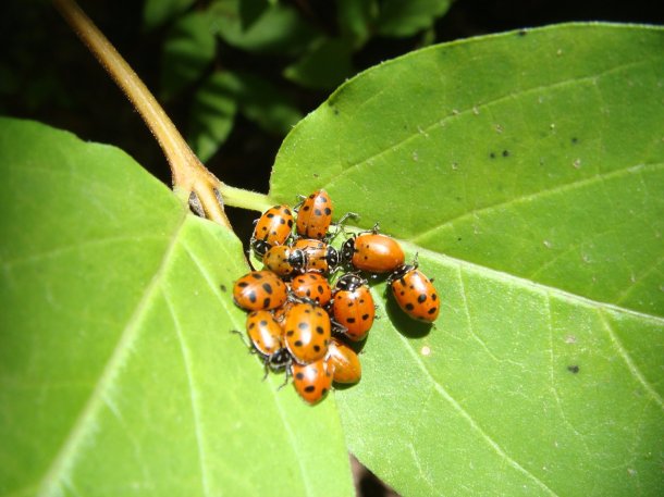 lady-bug-cluster