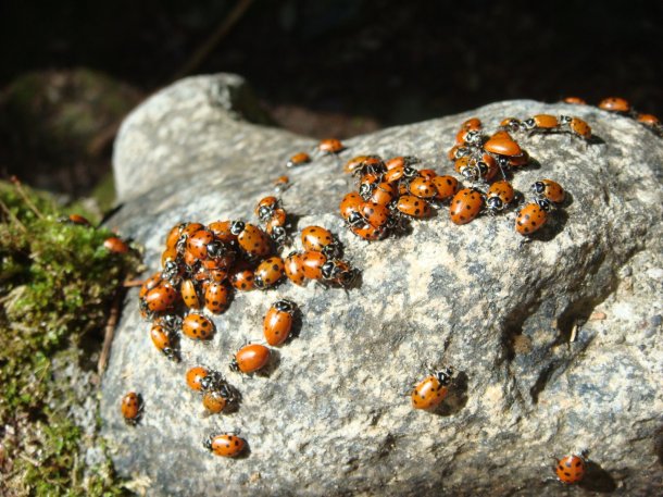 ladybug-swarm-feather-falls