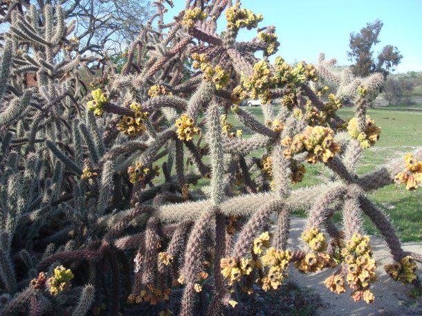 Mission-San-Antonio-de-Padua