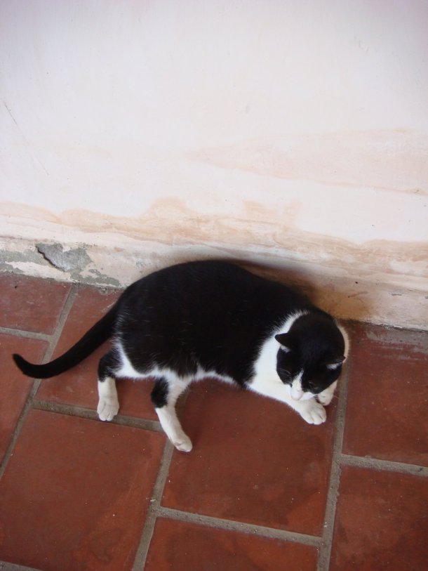 Mission-San-Antonio-de-Padua-cats