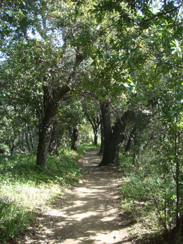 Pfeiffer-Big-Sur-State-Park
