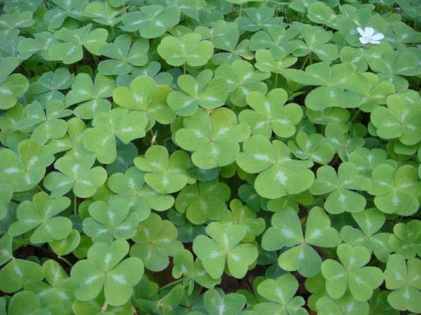 Pfeiffer-Big-Sur-State-Park