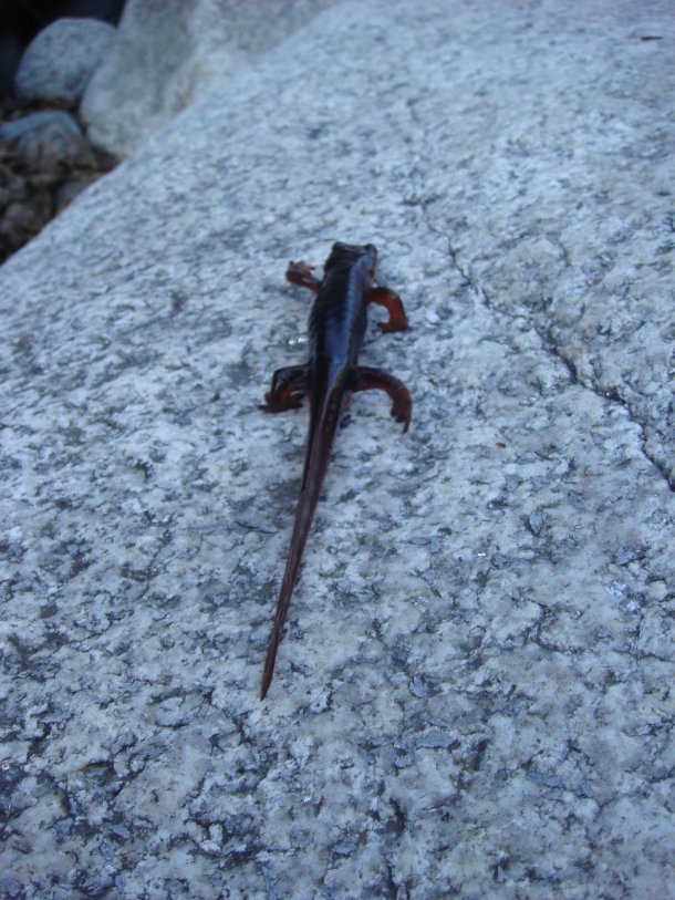 salamander-yuba-river