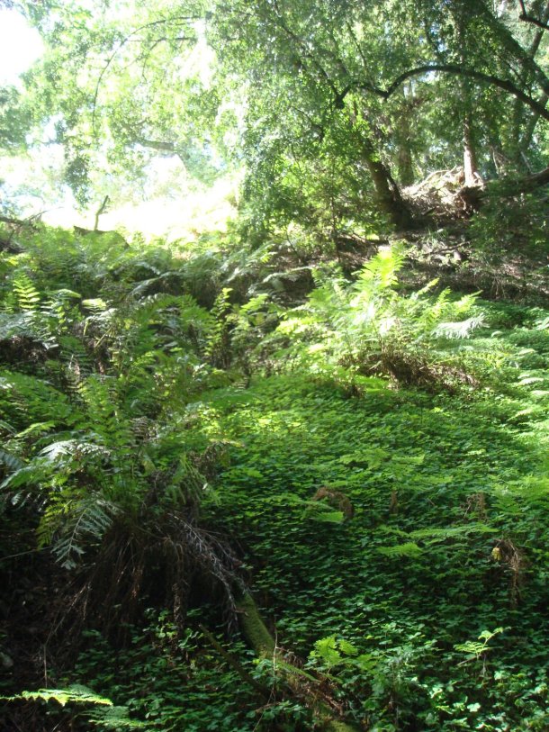 valley-view-Pfeiffer-Big-Sur-State-Park