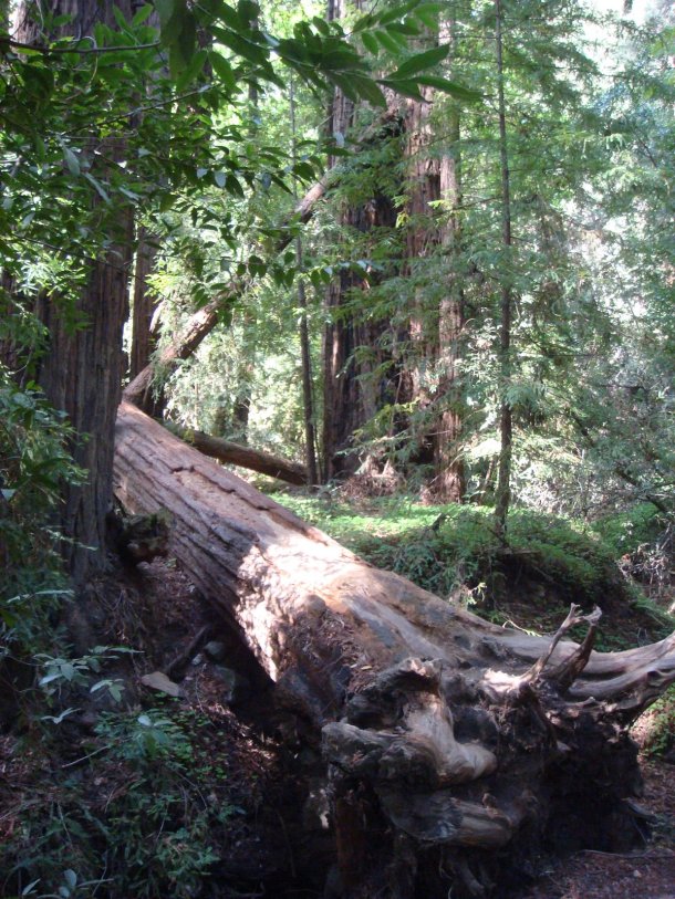 valley-view-Pfeiffer-Big-Sur-State-Park