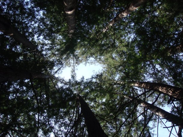 valley-view-Pfeiffer-Big-Sur-State-Park
