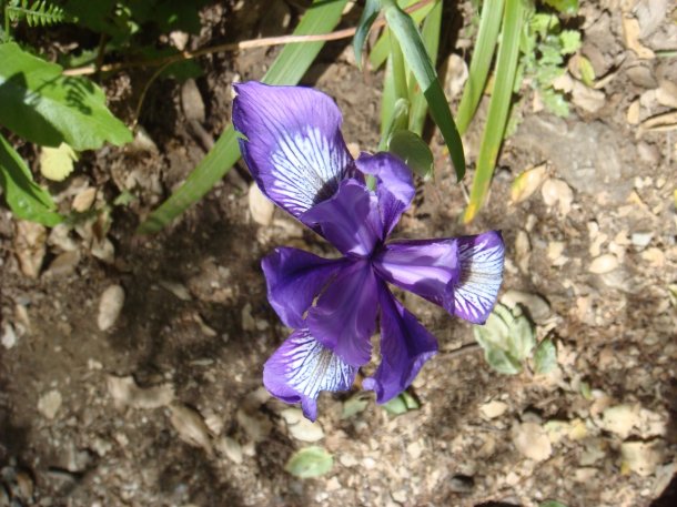 valley-view-Pfeiffer-Big-Sur-State-Park