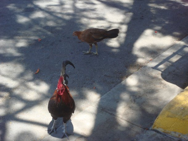chickens-key-west