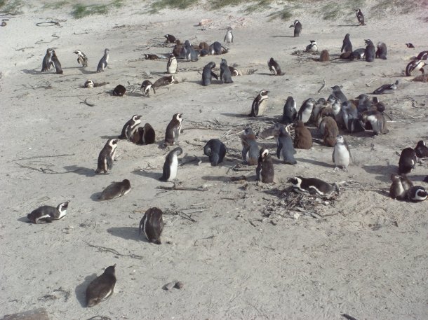 boulders-table-mountain-national-park (1)