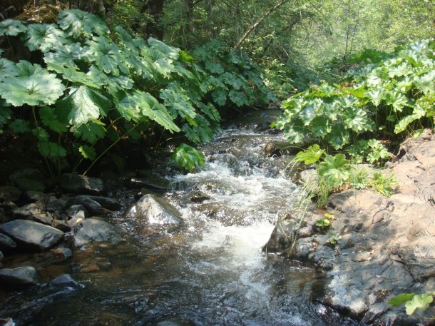 dry-creek-yuba-county-california 