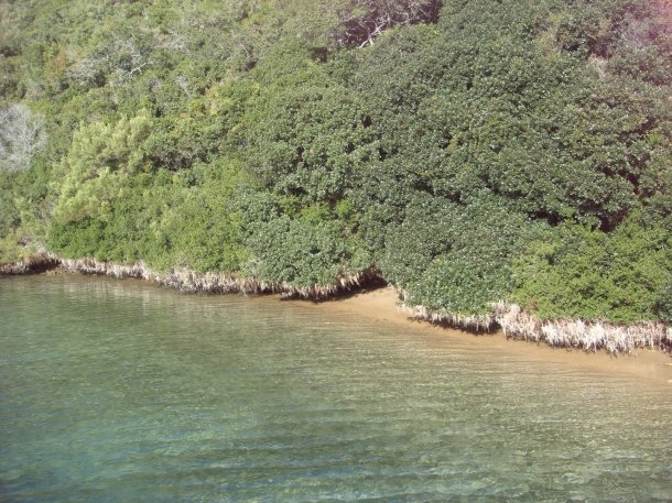 Featherbed-Nature-Reserve-knysna