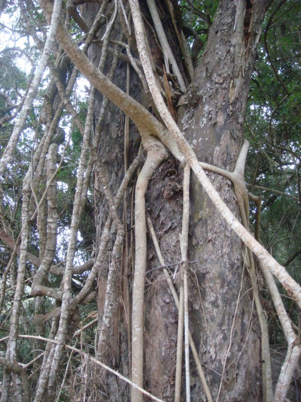 jungle-river-south-africa (1)