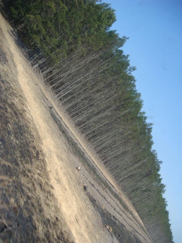 logging-south-africa (1)
