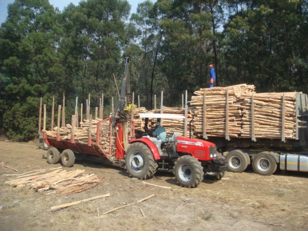 logging-south-africa (2)