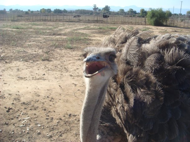 ostrich-farm-south-africa