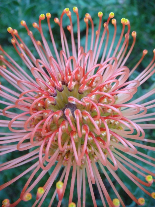 table-mountain-national-park