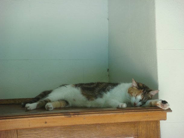 cat-Hemingway-Home-Museum