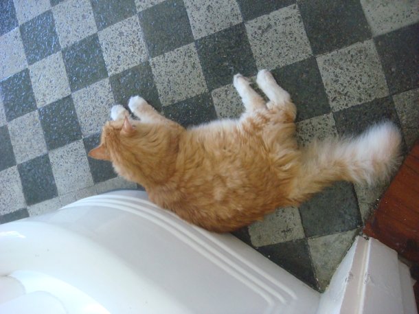 cat-Hemingway-Home-Museum