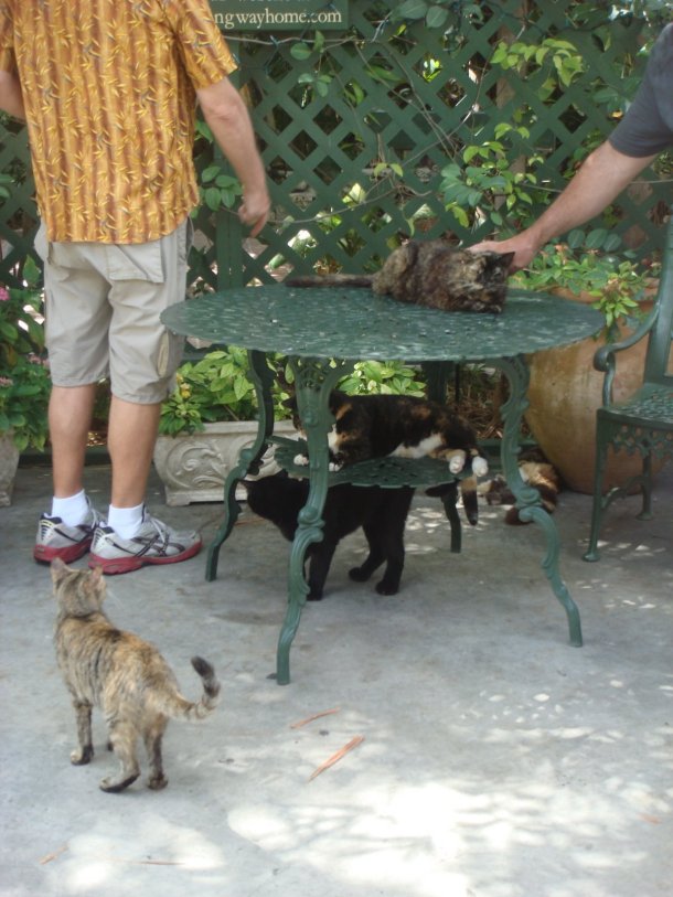 hemingway-home-museum-cats