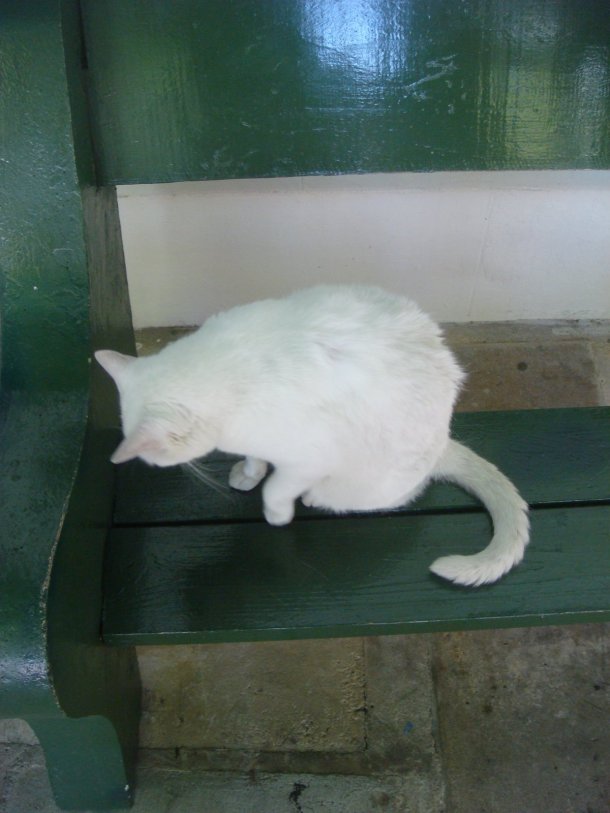 hemingway-home-museum-cats