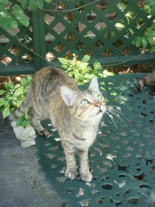 hemingway-home-museum-cats