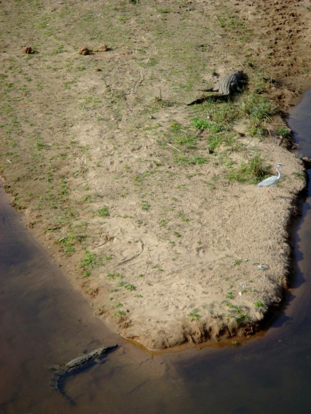 kruger-national-park (1)