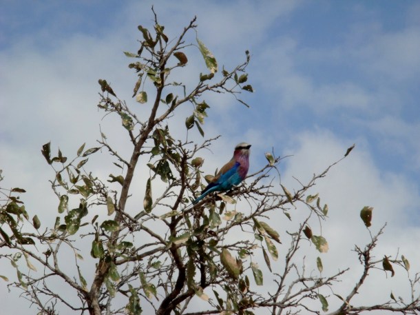 kruger-national-park (10)