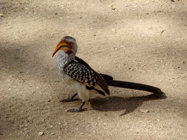 kruger-national-park (11)