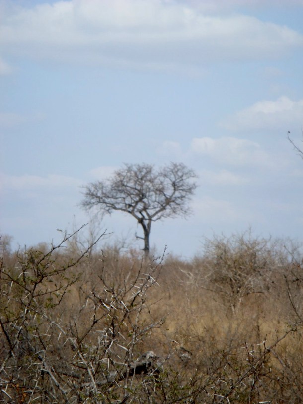 kruger-national-park (12)