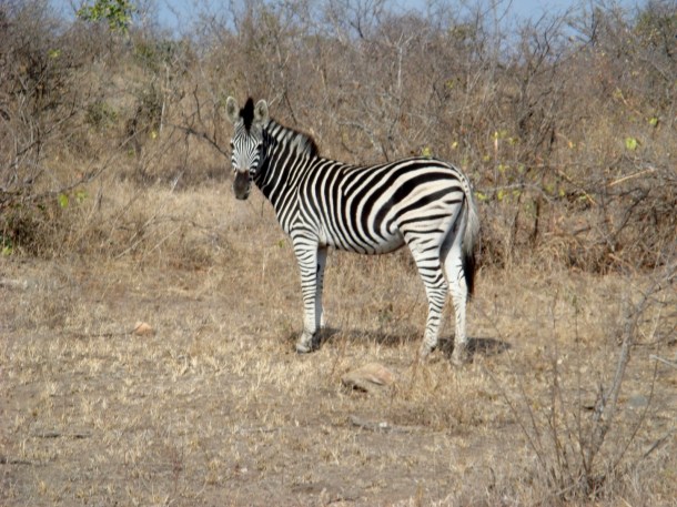 kruger-national-park (13)