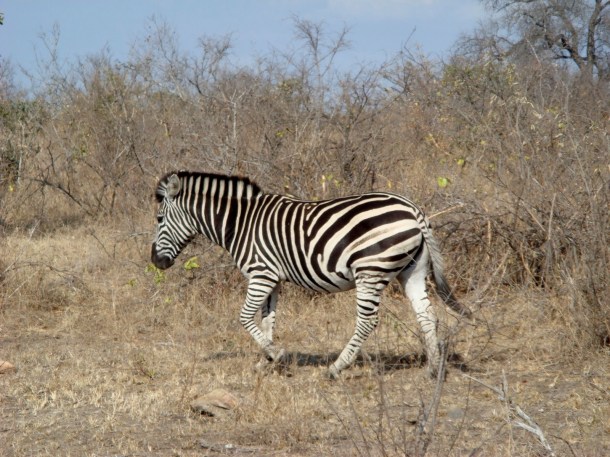 kruger-national-park (14)