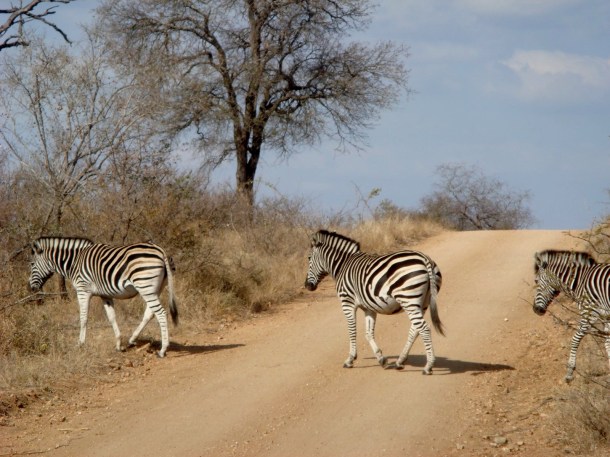 kruger-national-park (15)